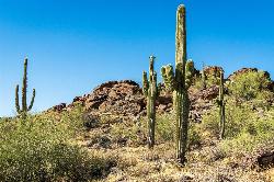 Sonoran Desert views from the trail courtesy of Domenico Convertini from Zurich, Schweiz&nearr; (CC BY-SA 2.0&nearr;)
