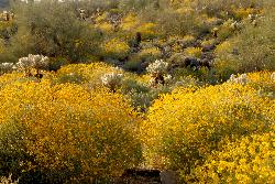 Spring wildflowers in the McDowell Mountains courtesy of MarcEGottlieb&nearr; (CC BY-SA 4.0&nearr;)