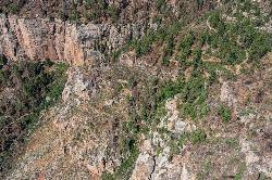 The North Kaibab near Coconino Overlook courtesy of Grand Canyon National Park&nearr; (CC BY 4.0&nearr;)
