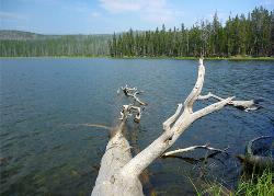 Mallard Lake Tree added by gnau
