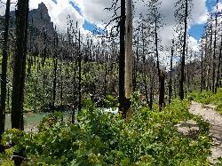 Trail to St Mary Falls through burnt woods courtesy of endovereric↗