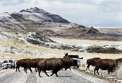 Bison on Antelope Island, Utah courtesy of Ravell Call↗