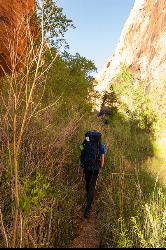 Plant life in Coyote Gulch courtesy of Jake Law↗