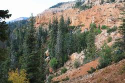 Tall pines along Cascade Trail courtesy of Ken Lund↗