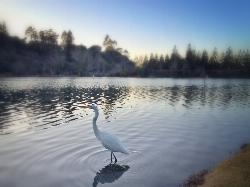 An egret wading the shallows on a misty morning at the lake courtesy of Sharon Hahn Darlin&nearr; (CC BY 2.0&nearr;)