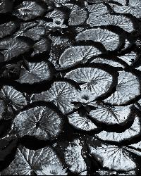 Lily pads on the lake in black and white courtesy of ~jar{} from Berkeley, CA&nearr; (CC BY 2.0&nearr;)
