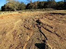 Exposed lakebed and oaks during a drawdown year courtesy of UncleVinny&nearr; (CC BY 3.0&nearr;)