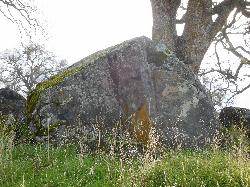 A granite boulder and oak along the shoreline trail courtesy of Vince Migliore&nearr; (CC BY 3.0&nearr;)