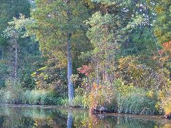 The wooded shoreline of Atsion Lake added by freearenas (CC BY-SA 3.0&nearr;)