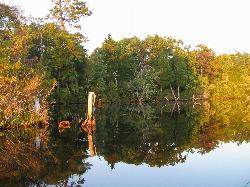 Atsion Lake and its cedar stained water added by freearenas (CC BY-SA 3.0&nearr;)