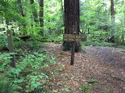 Old growth hemlock in the Hemlock Trail Natural Area courtesy of Bonnachoven&nearr; (CC0&nearr;)