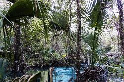 The spring run below the day use area, winding through cabbage palm toward Juniper Creek. courtesy of Miosotis Jade&nearr; (CC BY-SA 4.0&nearr;)