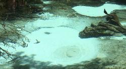 Sand boils and exposed limestone on the floor of the spring, visible through the clear water. courtesy of Ianaré Sévi&nearr; (CC BY-SA 3.0&nearr;)