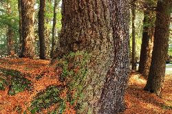 A giant old growth white pine against a backdrop of hemlocks along Laurel Run, the stream that feeds courtesy of Nicholas A. Tonelli from Northeast Pennsylvania, USA&nearr; (CC BY 2.0&nearr;)