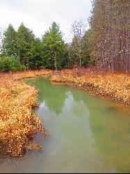 The tannin stained channel of Mud Run seen from the Beaver Dam Trail boardwalk, with red pines crowd courtesy of VitaleBaby&nearr; (Public domain&nearr;)