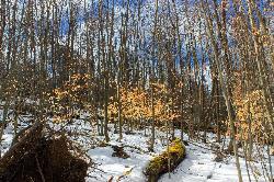 Young beech and mixed hardwoods on the Trail of New Giants, regrowth in the swath the May 1985 torna courtesy of Nicholas A. Tonelli from Northeast Pennsylvania, USA&nearr; (CC BY 2.0&nearr;)