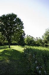 Wildflowers along the riverbank where the mown lawn runs down to the Green River. courtesy of davidpinter&nearr; (CC BY 3.0&nearr;)