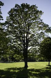 One of the big maples on the open grass at the Green River Swimming and Recreation Area. courtesy of davidpinter&nearr; (CC BY 3.0&nearr;)