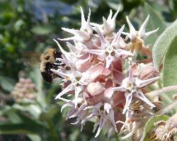 Milkweed blooming near the water's edge at Daroga State Park courtesy of Todd Petit from East Wenatchee, WA, USA&nearr; (CC BY 2.0&nearr;)