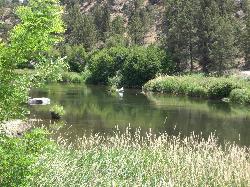 The Deschutes running past the day-use area, where the calm bank coves and wading spots are. courtesy of Orygun&nearr; (CC BY-SA 3.0&nearr;)