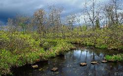 Wetland along the Frank Gantz Trail, the 3.2-mile route linking Gouldsboro and Tobyhanna State Parks courtesy of Nicholas A. Tonelli from Northeast Pennsylvania, USA&nearr; (CC BY 2.0&nearr;)