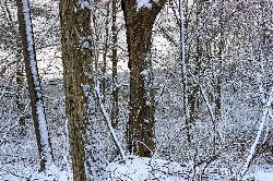 Spring snow in the open forest along the east shore of Gouldsboro Lake. courtesy of Nicholas A. Tonelli from Northeast Pennsylvania, USA&nearr; (CC0&nearr;)
