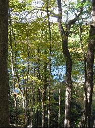 Looking down on Round Lake through old growth forest from the escarpment trail courtesy of Easchiff&nearr; (CC BY-SA 3.0&nearr;)