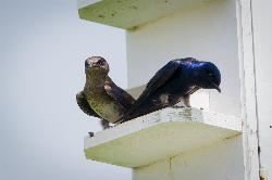Purple martins at Maumee Bay State Park, one of more than 300 bird species recorded in the park's ma courtesy of Andrew C&nearr; (CC BY 2.0&nearr;)