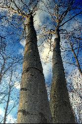 Large American beeches in the Pocono forest at Tobyhanna State Park courtesy of Nicholas A. Tonelli from Northeast Pennsylvania, USA&nearr; (CC0&nearr;)