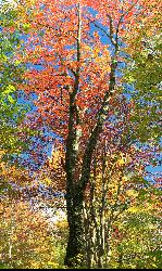 Northern hardwoods along the Range Trail in the Bender Swamp Natural Area courtesy of Nicholas A. Tonelli from Northeast Pennsylvania, USA&nearr; (CC BY 2.0&nearr;)