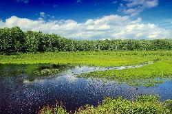 Wetland in Tobyhanna State Park, the bog country that stains the lake tea-colored courtesy of Nicholas A. Tonelli from Northeast Pennsylvania, USA&nearr; (CC BY 2.0&nearr;)
