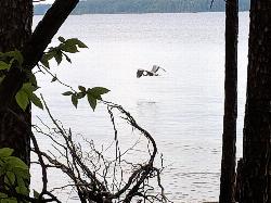 A great blue heron over the water at Parkers Creek courtesy of bobistraveling&nearr; (CC BY 2.0&nearr;)
