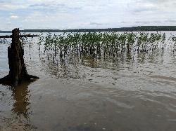 Stump and reeds in the stained shallow water at Parkers Creek courtesy of bobistraveling&nearr; (CC BY 2.0&nearr;)