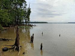 Submerged stumps standing off the wooded Parkers Creek shoreline courtesy of bobistraveling&nearr; (CC BY 2.0&nearr;)