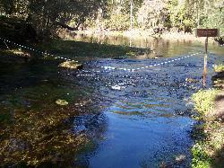 The shallow spring run heading toward the Santa Fe River courtesy of Paul Clark&nearr; (CC BY 2.0&nearr;)