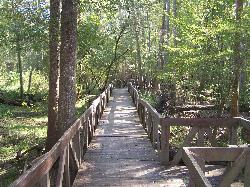 Boardwalk through the cypress swamp to the spring courtesy of Paul Clark&nearr; (CC BY 2.0&nearr;)