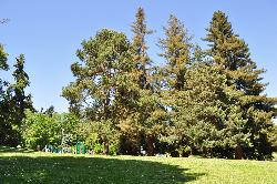 Tall conifers above the lawn, with the play area in the background courtesy of Joe Mabel&nearr; (CC BY-SA 4.0&nearr;)