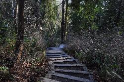Trail and stairs climbing the forested ravine of Madrona Woods above the boulevard courtesy of Joe Mabel&nearr; (CC BY-SA 3.0&nearr;)