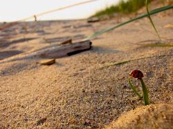 A ladybug on summer growth in the park, geotagged just inland of the Lake Michigan beach. courtesy of Wendy Piersall&nearr; (CC BY 2.0&nearr;)