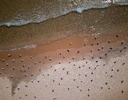 Aerial view of gulls over the park shoreline courtesy of Jules Verne Times Two&nearr; (CC BY-SA 4.0&nearr;)