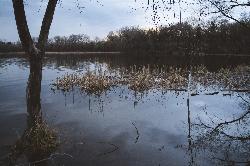 Reedy shallows on the east side of Cedar Lake at dusk. courtesy of Chad Davis from Minneapolis, United States&nearr; (CC BY 2.0&nearr;)