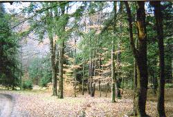 Hemlock and hardwood along the park entrance road at Lyman Run. courtesy of User:Dincher&nearr; (CC BY-SA 3.0&nearr;)