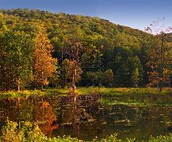 Autumn color over the shallow, marshy upper water at Lyman Run State Park, Potter County. courtesy of Nicholas&nearr; (CC BY 2.0&nearr;)