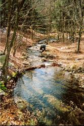 The stream running through Wildcat Hollow at Lyman Run State Park, West Branch Township. courtesy of Dincher at English Wikipedia&nearr; (CC BY-SA 3.0&nearr;)