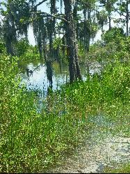 Cypress and Spanish moss along the marsh edge inside Fontainebleau State Park courtesy of Shannon Dosemagen&nearr; (CC BY-SA 2.0&nearr;)