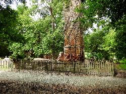 Brick ruins of Bernard de Marigny's 1829 sugar mill near the park entrance road courtesy of Mark Holloway&nearr; (CC BY 2.0&nearr;)