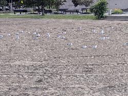 Freshly raked sand in front of the beach house, with ring-billed gulls. DEC clears droppings and deb courtesy of Edmund Rozell&nearr; (CC BY-SA 4.0&nearr;)