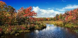 Bender Swamp, the sedge and shrub wetland upstream of the lake that supplies the peat tannins. courtesy of Nicholas A. Tonelli from Northeast Pennsylvania, USA&nearr; (CC BY 2.0&nearr;)