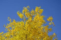 Autumn colour on the South Shore of Lynx Lake. courtesy of Prescott NF&nearr; (Public Domain Mark&nearr;)