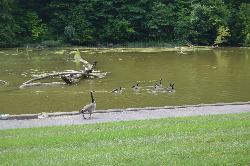 Geese at the boat dock area on the southern side of Rocky Fork Lake, looking west from Fisherman's W courtesy of Nyttend&nearr; (Public domain&nearr;)
